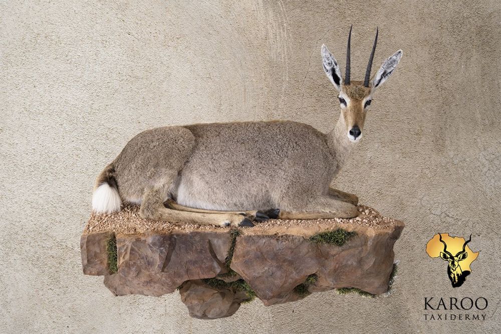 Vaal Rhebuck Lying Full Mount Turned to the Right Looking 90&deg; On a Custom Wall Mounted Base