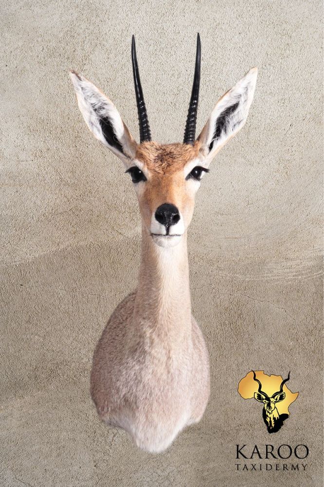 Vaal Rhebuck Shoulder Mount Straight