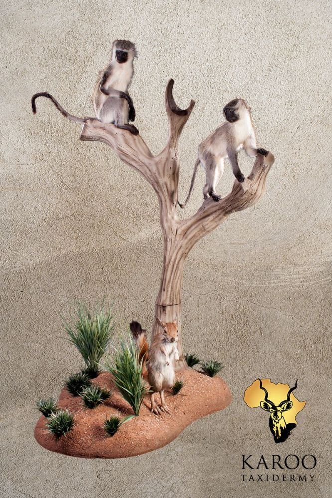 Vervet Monkey Pair with Spring Hare Full-Mount Diorama