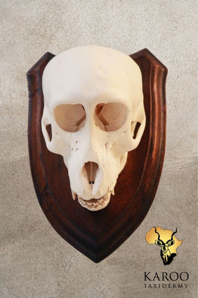 Vervet Monkey European Skull Mount on a Hardwood Shield