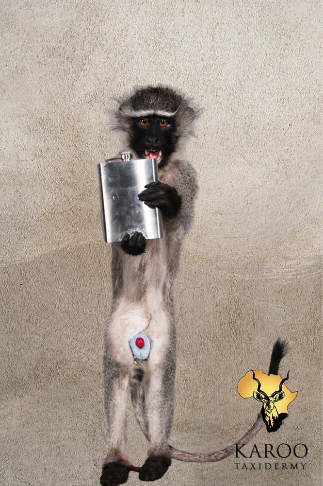 Vervet Monkey Standing Full Mount Holding a Hip Flask