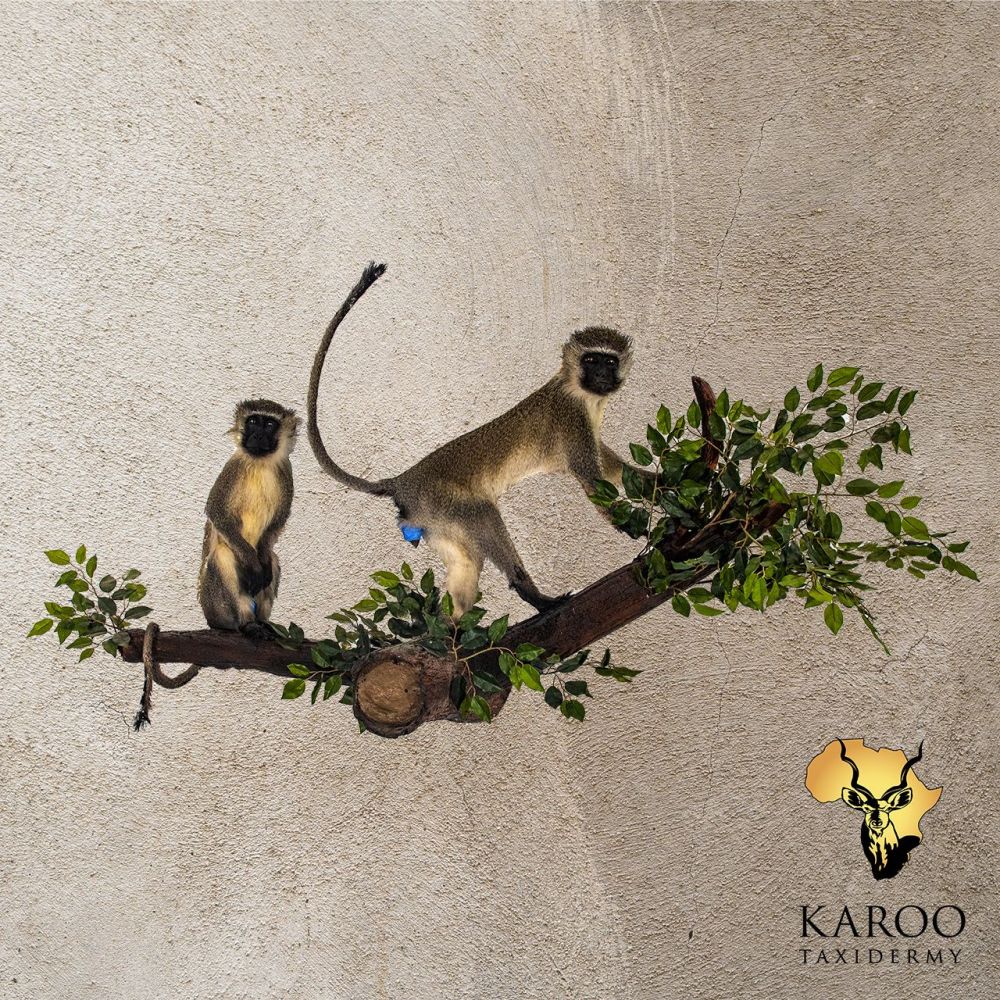 Vervet Monkey Pair on a Branch &ndash; Full-Mount Wall Display