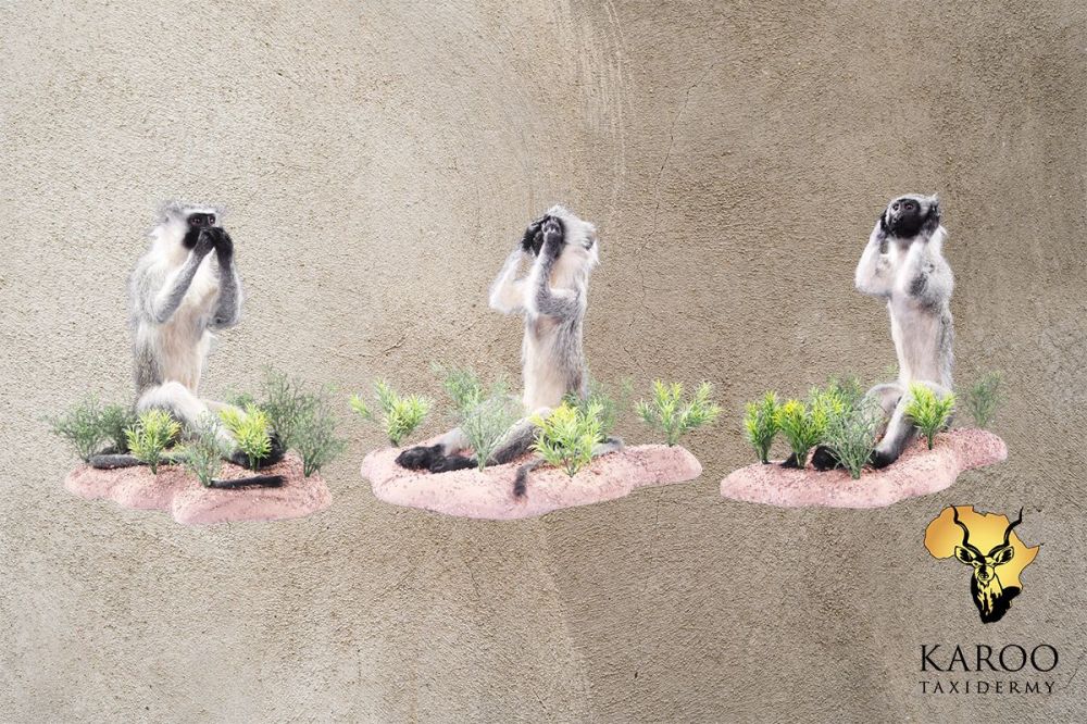Three Wise Vervet Monkeys Full-Mount Set