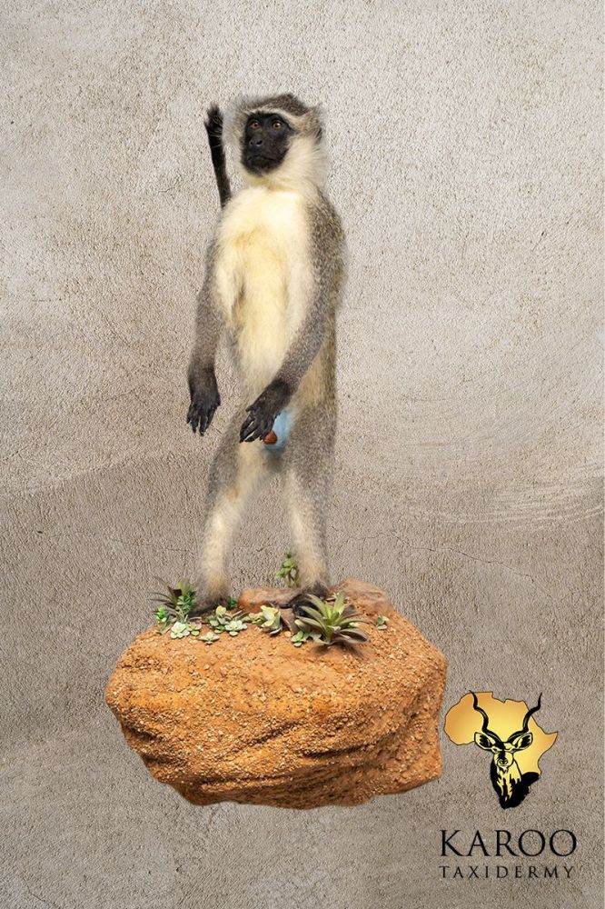 Vervet Monkey Standing Full Mount on a Wall-Mounted Rock Habitat Base