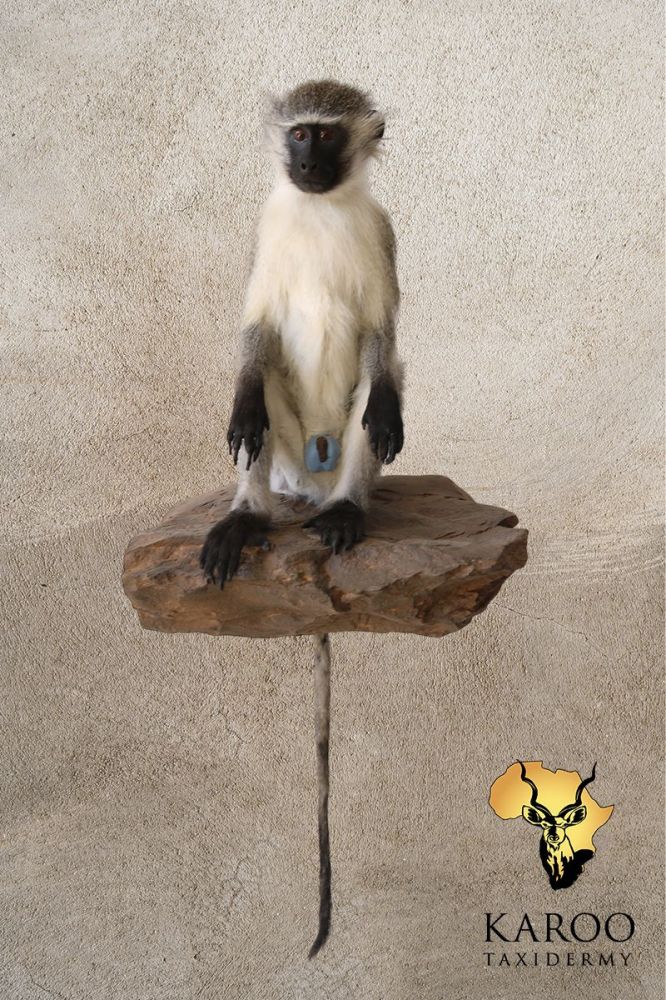 Vervet Monkey Seated Full Mount Looking Straight on a Wall-Mounted Natural Timber Base