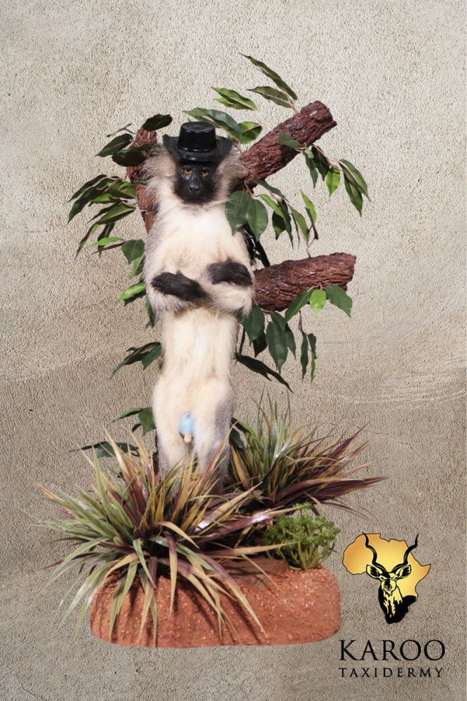 Vervet Monkey Standing Full Mount Wearing a Hat