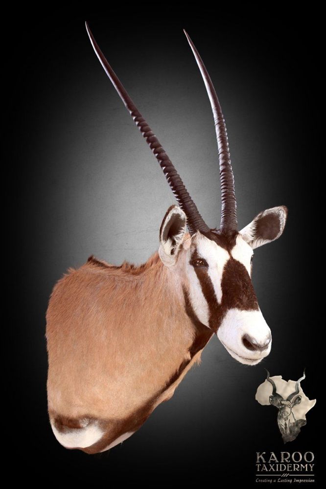 wall_mount_gemsbuck.jpg