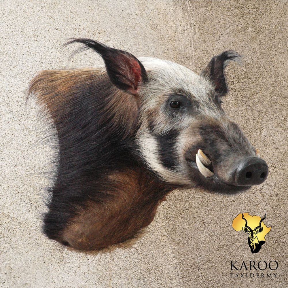 Bushpig Wall Pedestal &ndash; Looking &frac14; Right