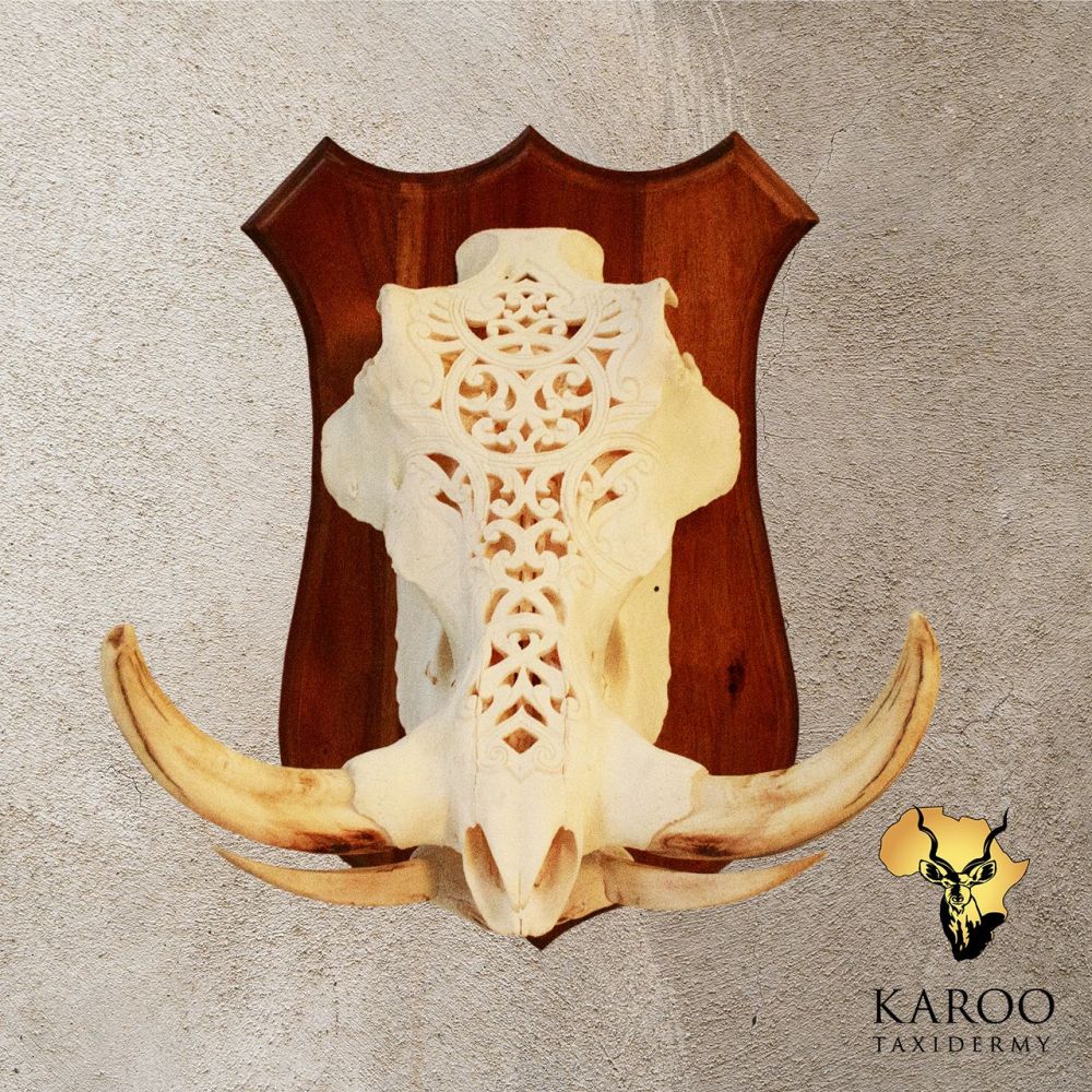 Warthog Hand-Carved European Skull Mount