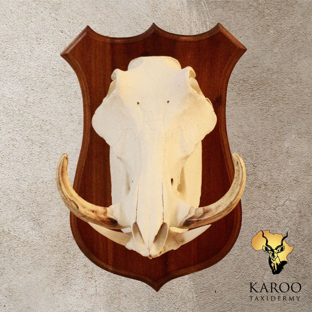Warthog European Skull Mount on a Hardwood Shield