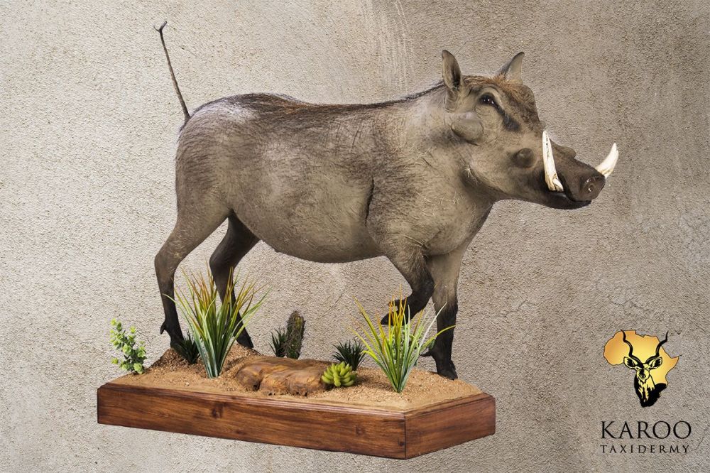 Warthog Standing Full Mount Looking Straight 0&deg;