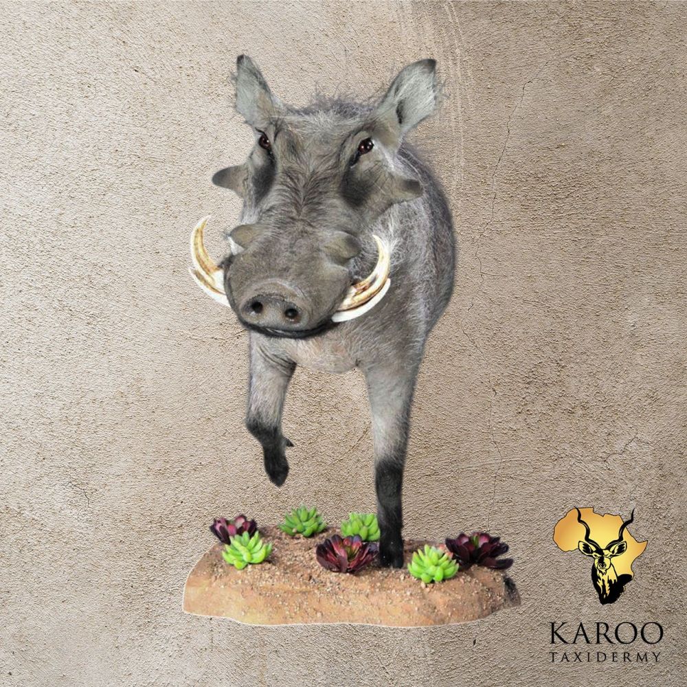 Warthog Half-Body Floor Pedestal Looking Straight