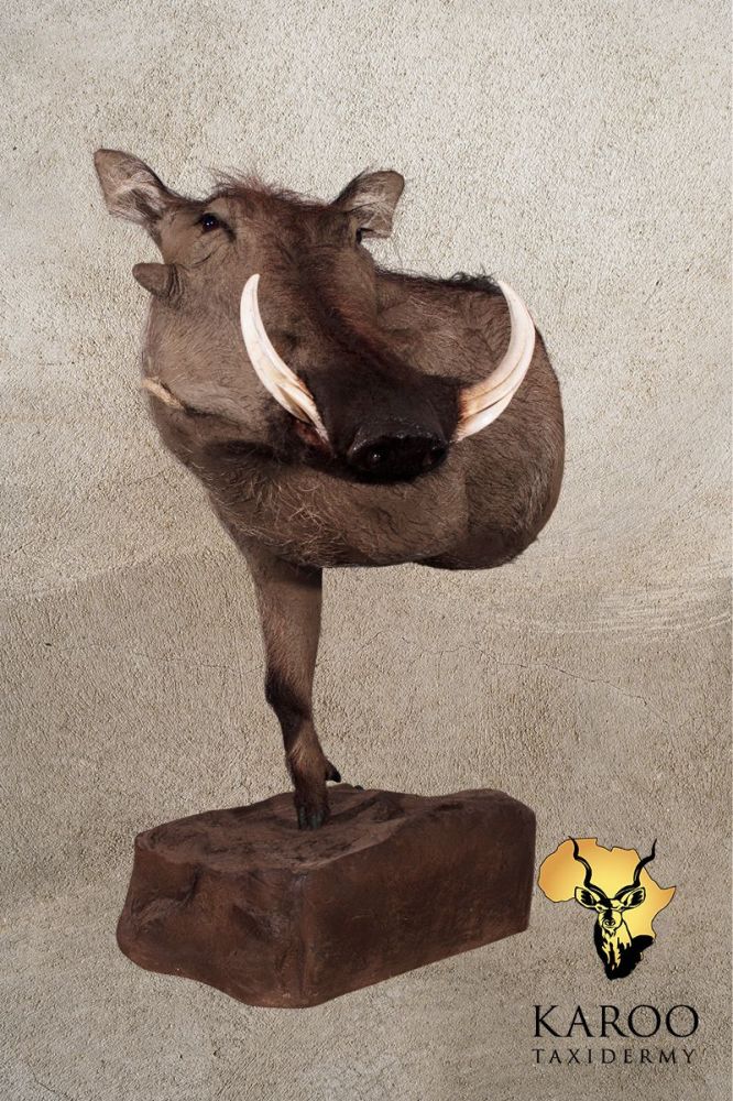 Warthog Half-Body Floor Pedestal Looking Quarter Right