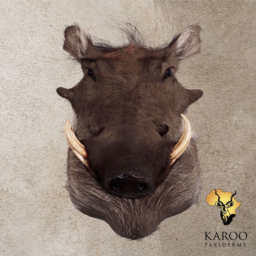 Warthog Shoulder Mount Looking Straight