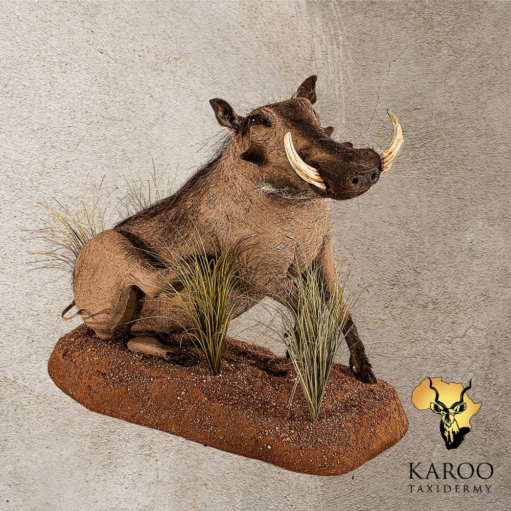 Warthog Sitting Full Mount Looking Straight 0&deg;