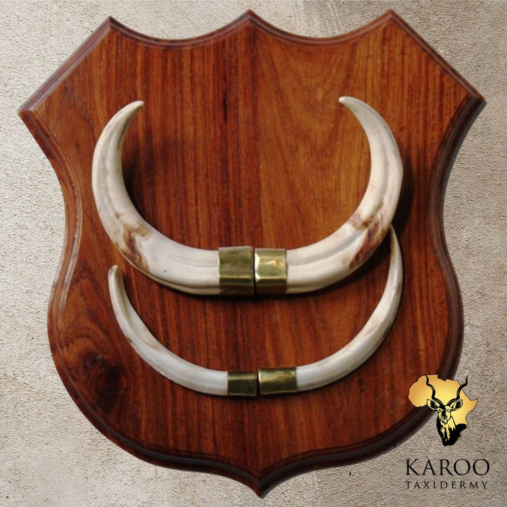 Warthog Tusk Display on a Hardwood Shield