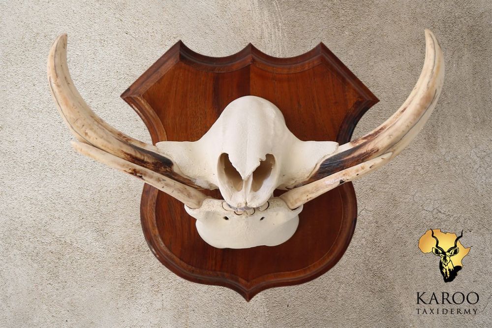Warthog European Skull and Tusk Mount on a Hardwood Shield