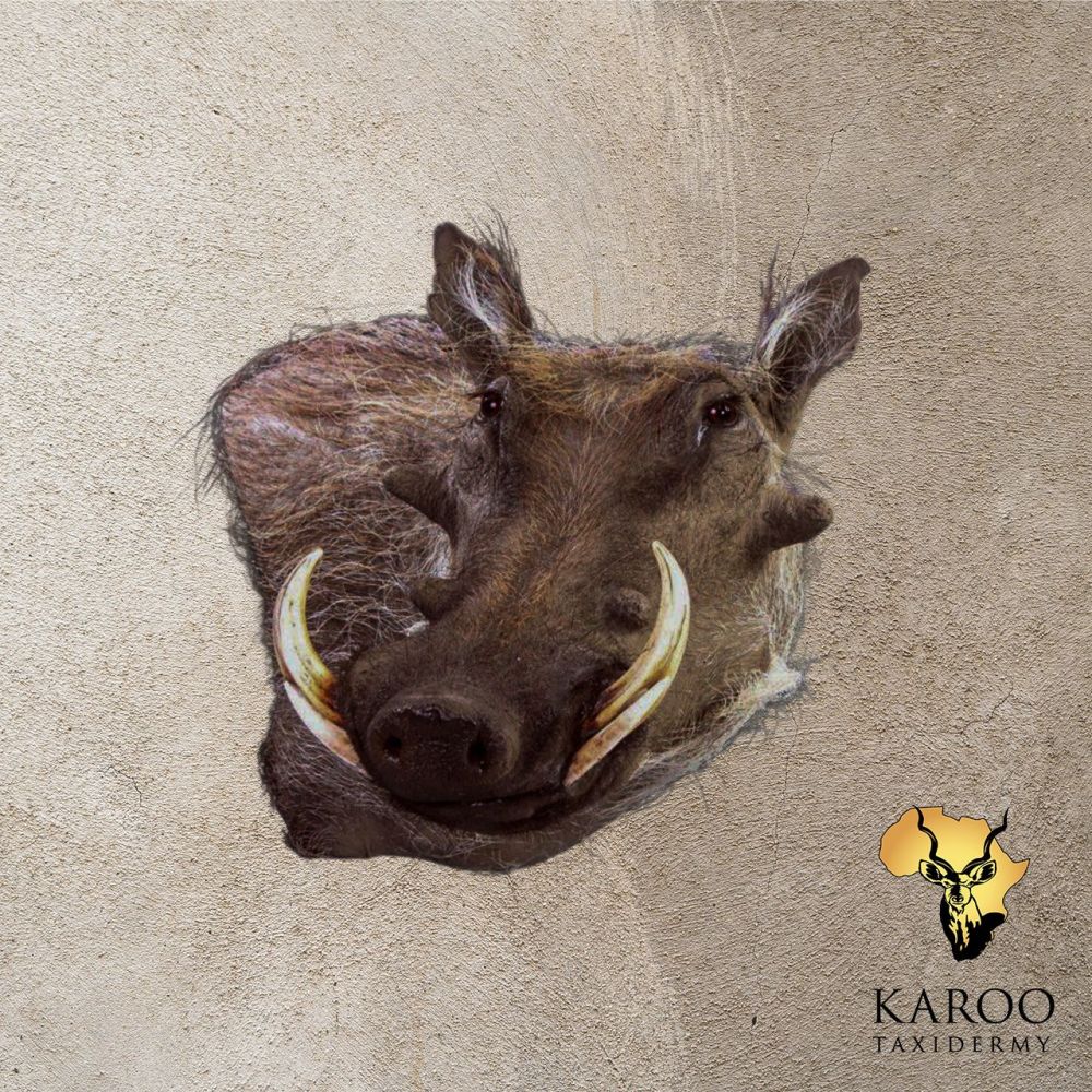 Warthog Wall Pedestal – Right Turn Looking Eighth Right