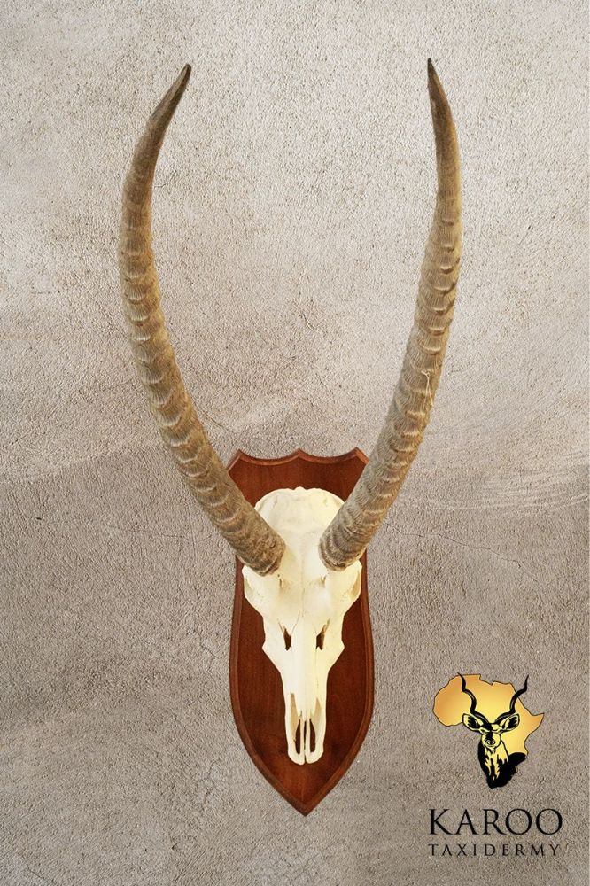 Waterbuck European Skull Mount on a Hardwood Shield