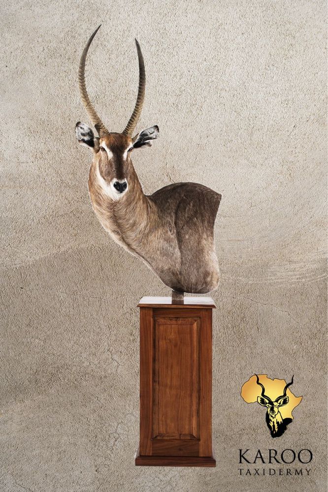 Waterbuck Floor Pedestal &ndash; Left Turn Looking Straight