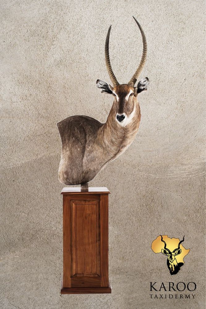 Waterbuck Floor Pedestal – Right Turn Looking Straight
