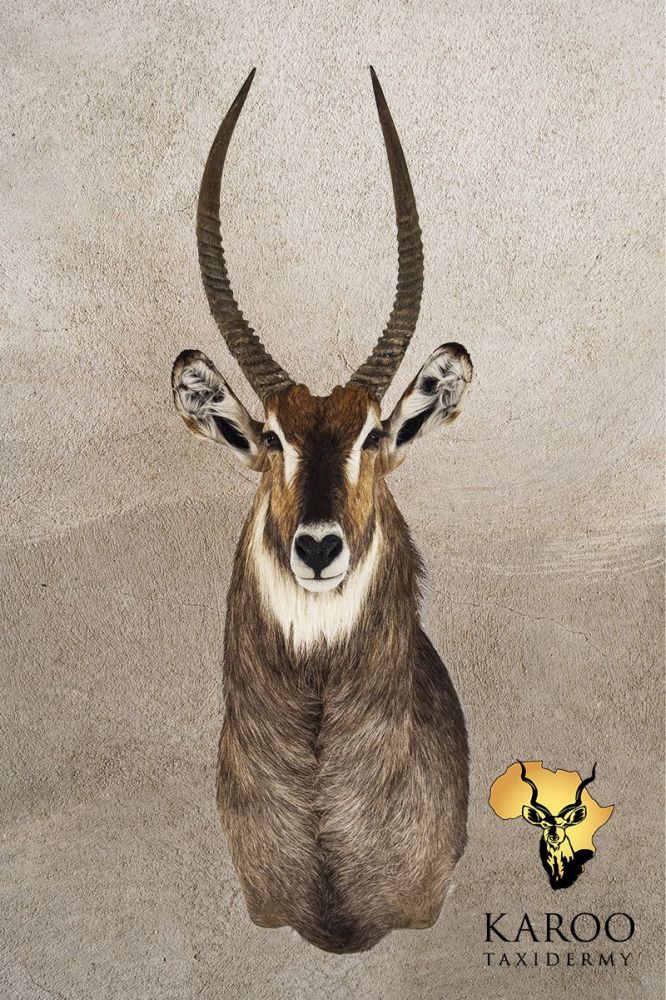 Waterbuck Shoulder Mount Looking Straight
