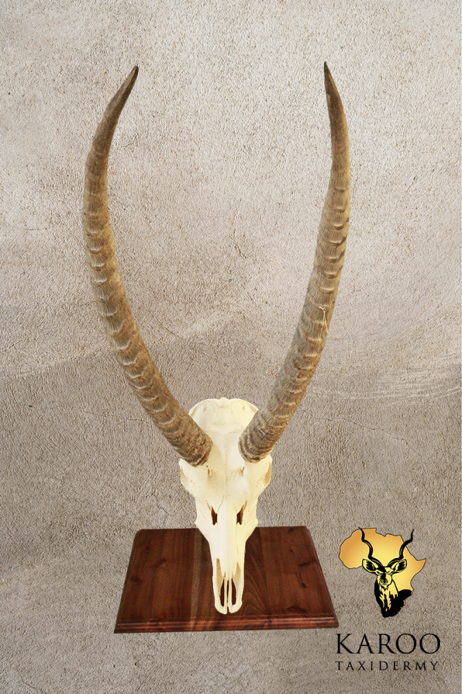 Waterbuck European Skull Table Mount on a Hardwood Base