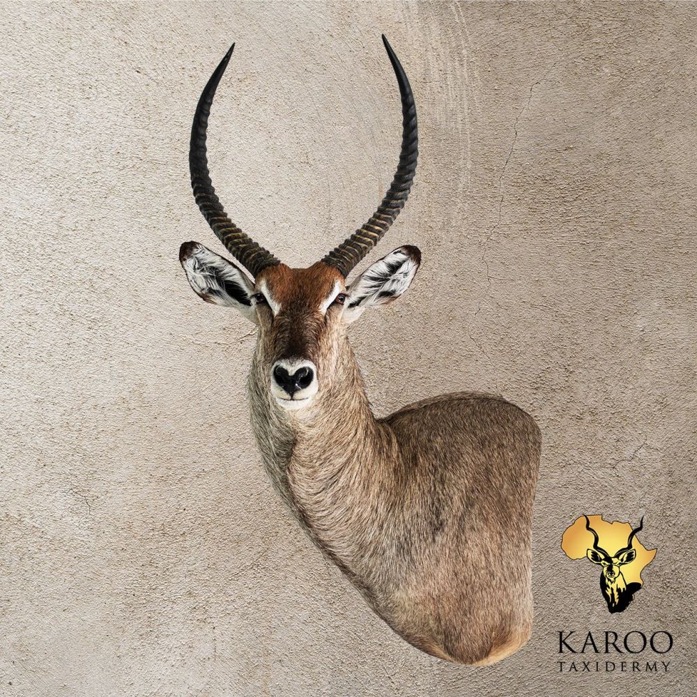 Waterbuck Wall Pedestal – Left Turn Looking Straight