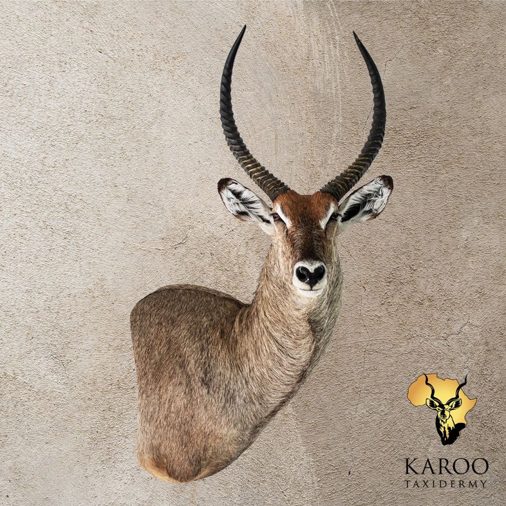 Waterbuck Wall Pedestal – Right Turn Looking Straight