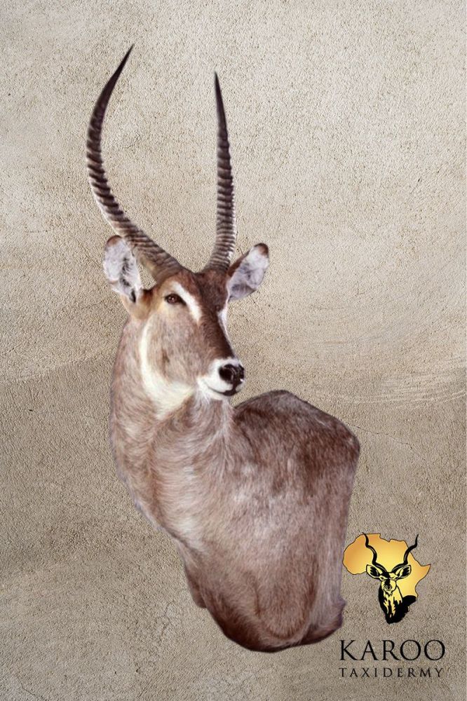 Waterbuck Wall Pedestal – Right Turn Looking Eighth Right
