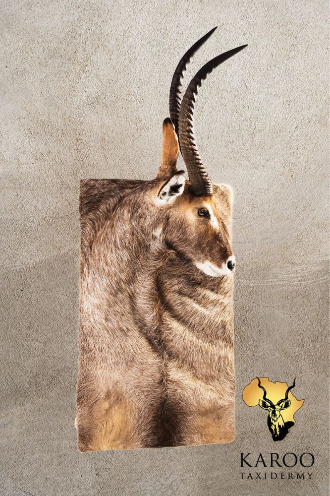 Waterbuck Wall Portrait Looking Half Left