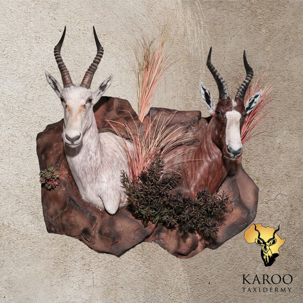 White Blesbuck and Common Blesbuck Wall Pedestal Mounted on a Custom Habitat Wall Base