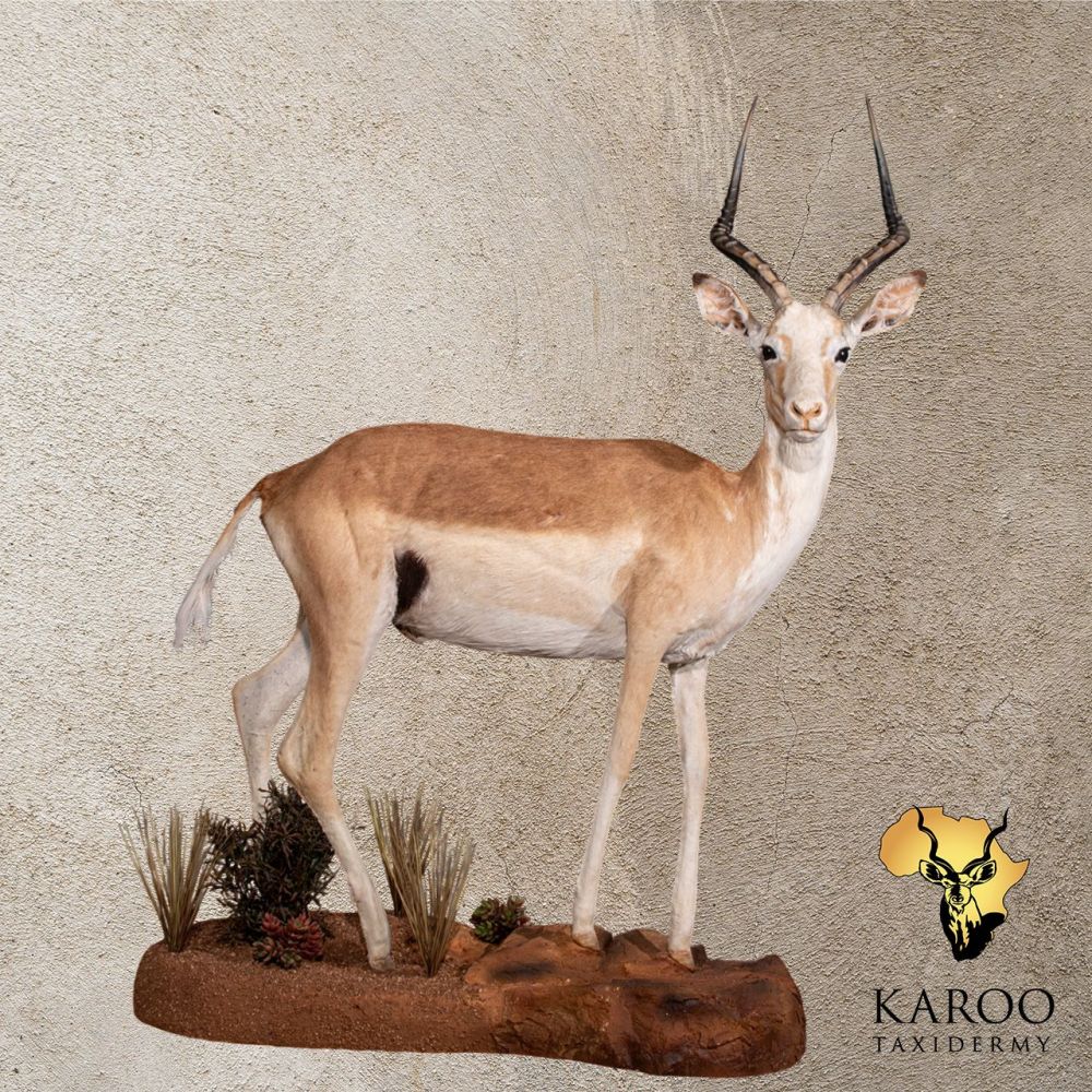 White Impala Full Mounted Looking 90degrees Right on a Custom Habitat Floor Base