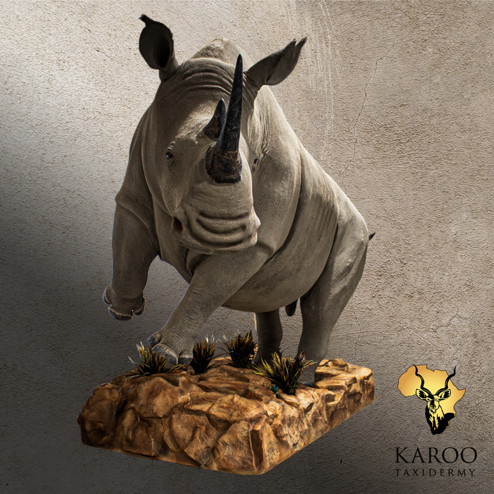 White Rhino Replica Full Mount Storming Pose Looking 135&deg; Left