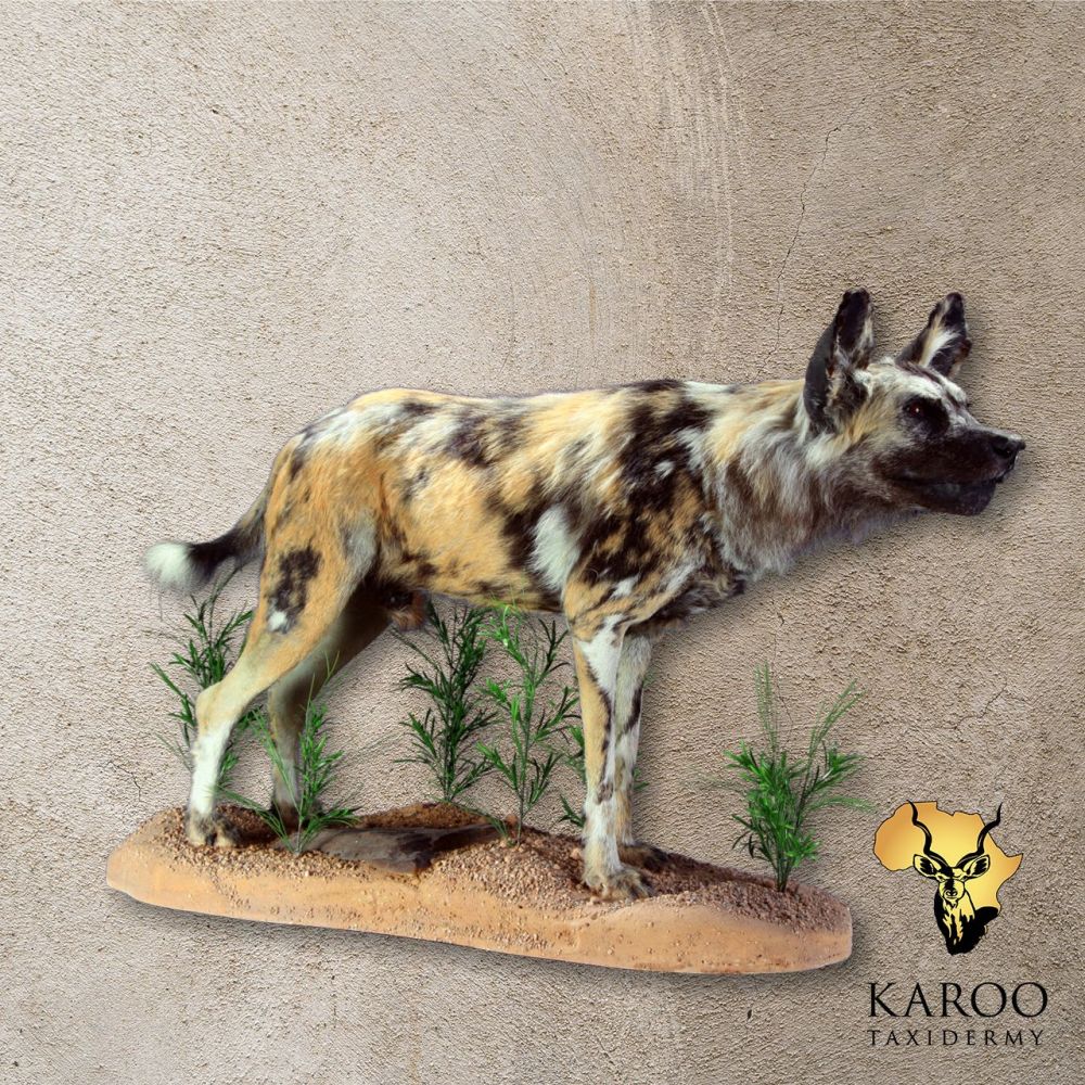 African Wild Dog Standing Full Mount &ndash; Looking Straight (0&deg;)