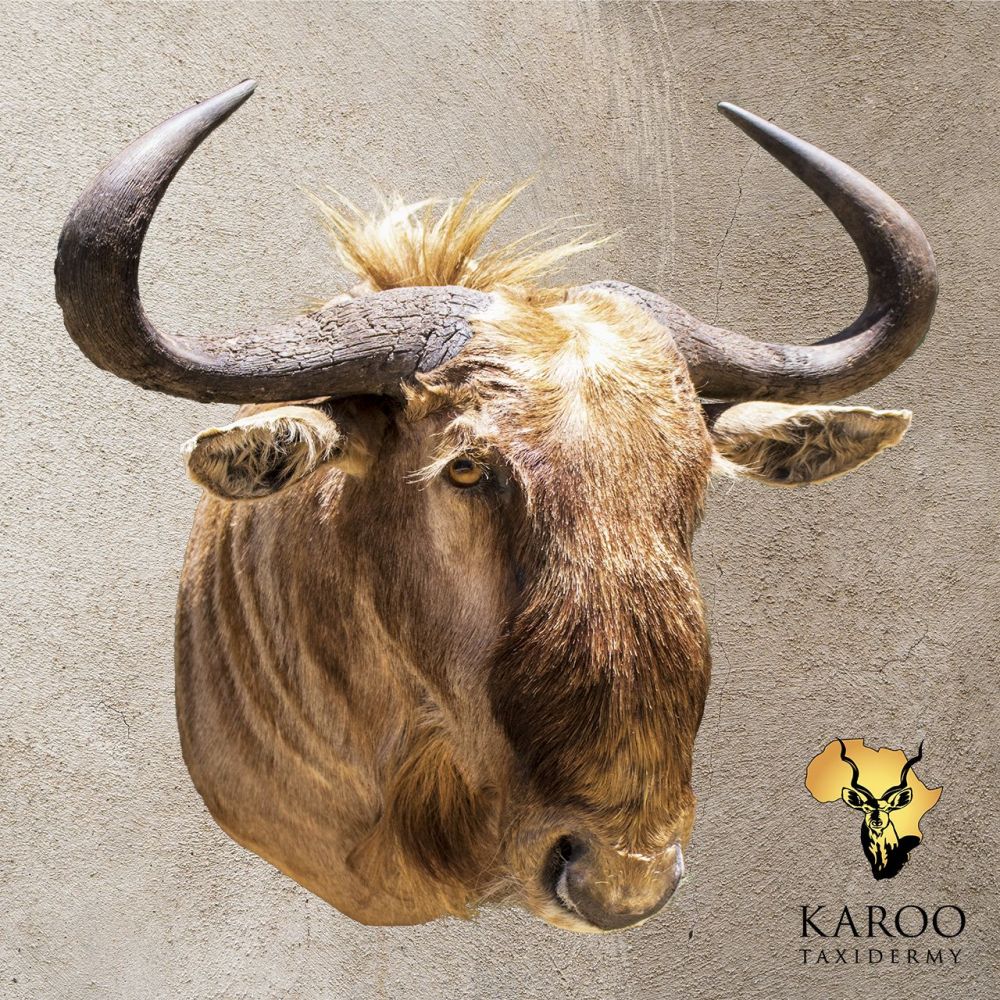 Golden Wildebeest Shoulder Mount &ndash; ⅛  Left