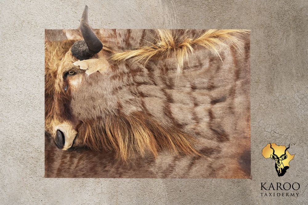 Golden Wildebeest Wall Portrait