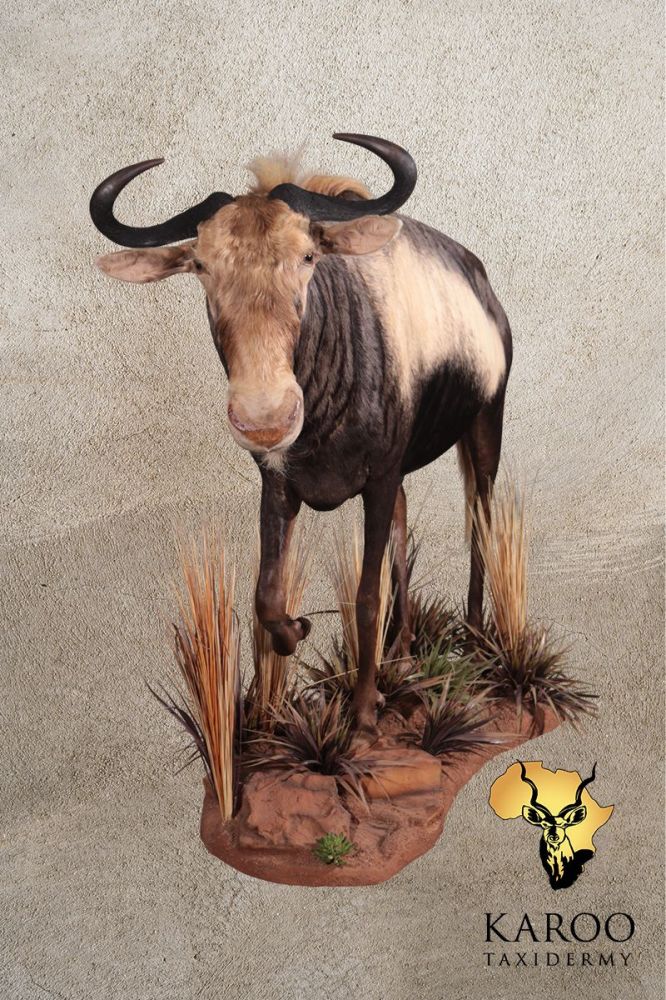 King Wildebeest walking full mount looking slight left at 15 degrees on a custom habitat floor base