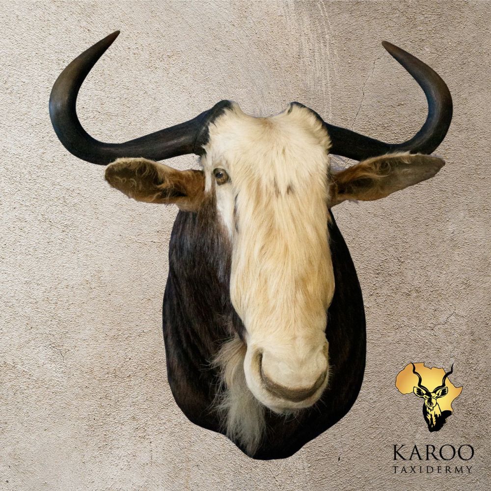 King Wildebeest shoulder mount looking eighth left