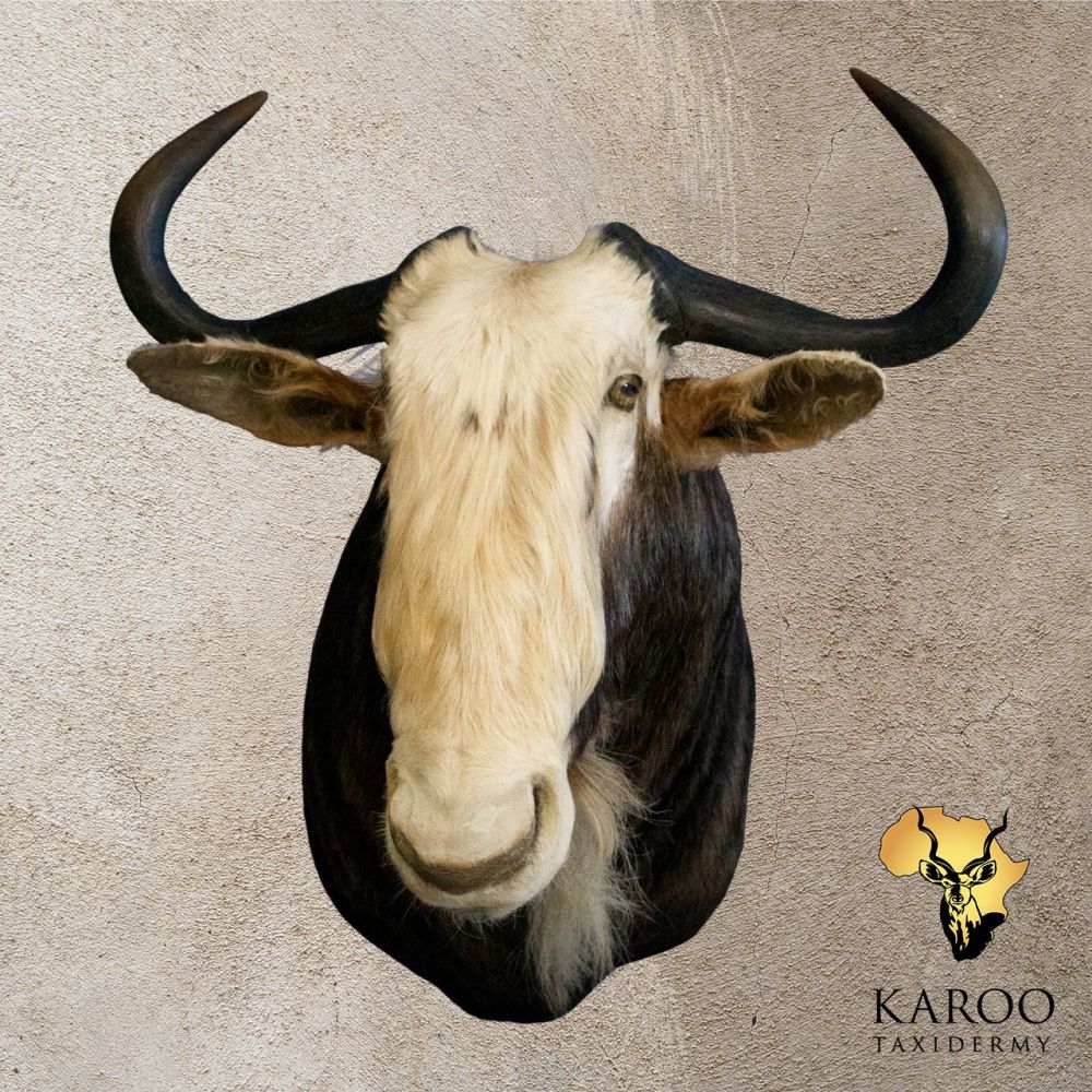 King Wildebeest shoulder mount looking eighth right