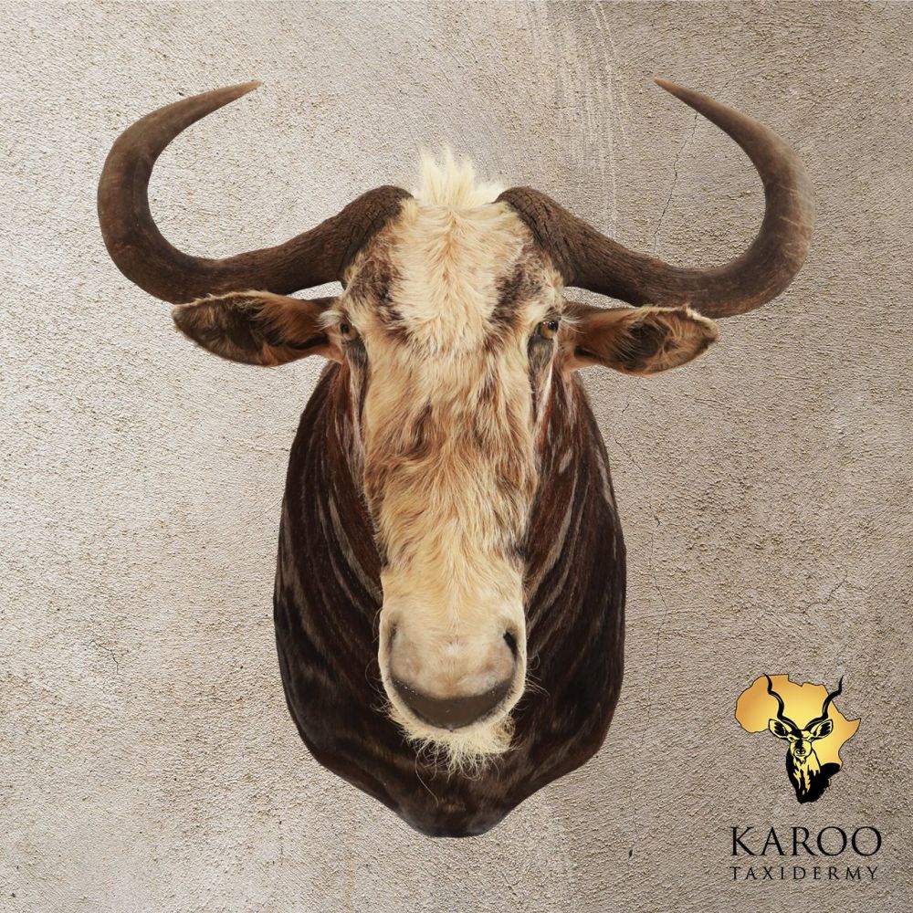 King Wildebeest shoulder mount Straight