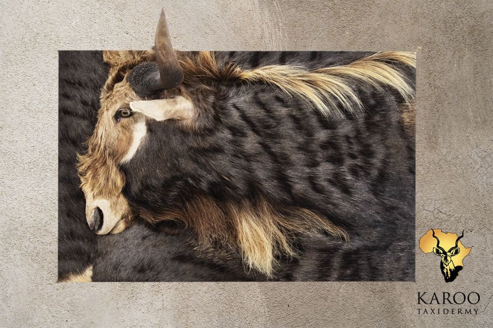 Bespoke King Wildebeest hair-on-hide wall portrait shown in right profile