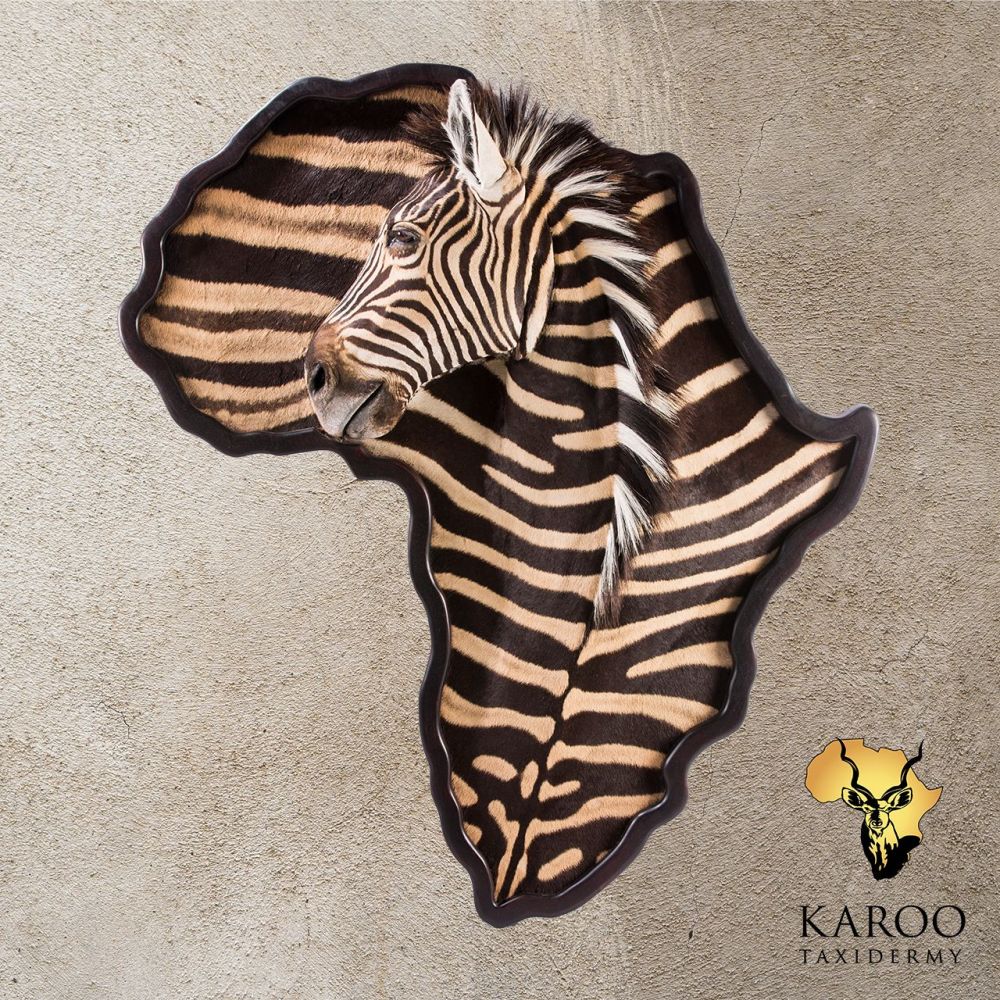 Burchell&rsquo;s Zebra Wall Portrait on a Custom African Map Shape Dar Wood Frame