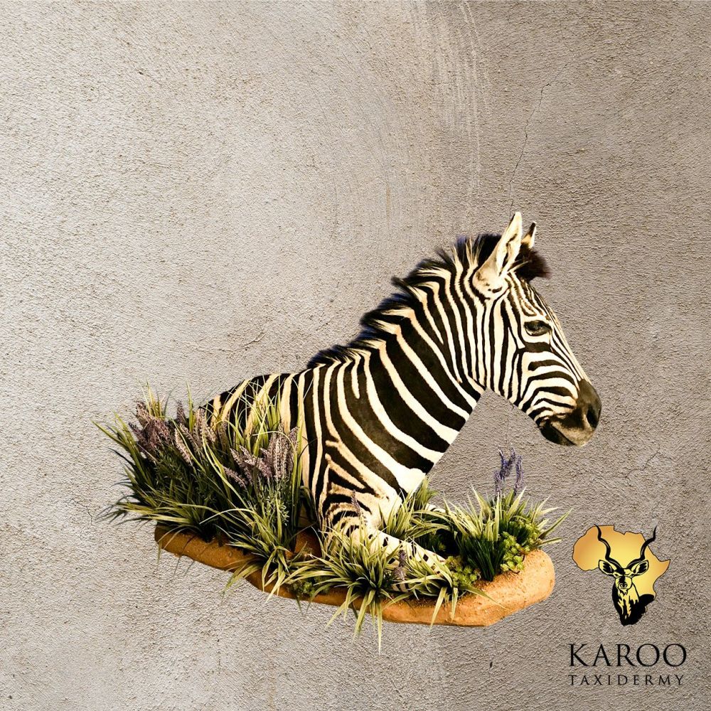 Juvenile Burchell&rsquo;s Zebra Half-Body Floor Pedestal Looking 90 Degrees Left on a Custom Habitat Base