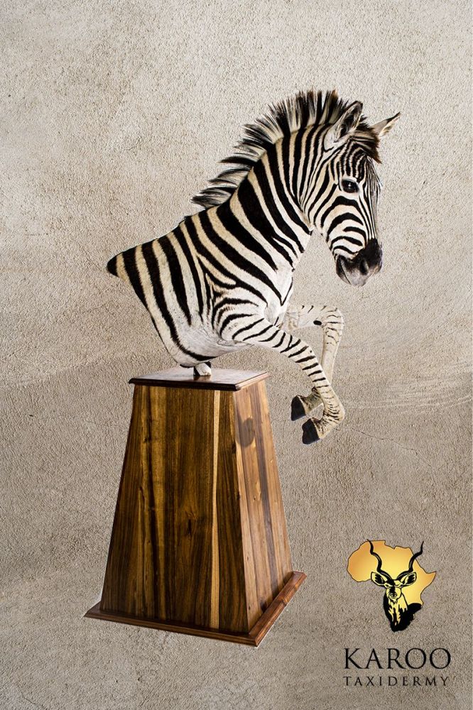 Burchell&rsquo;s Zebra Dynamic Half-Body Pedestal Mount Looking Straight on a Tapered Floor Pedestal