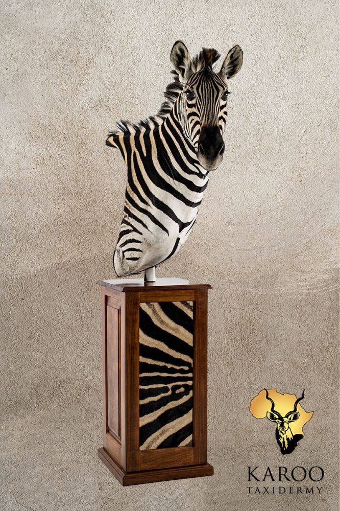 Burchell&rsquo;s Zebra Pedestal Mount Looking Quarter Right on a Rectangular Wood Pedestal With Zebra Back Skin Inserts.