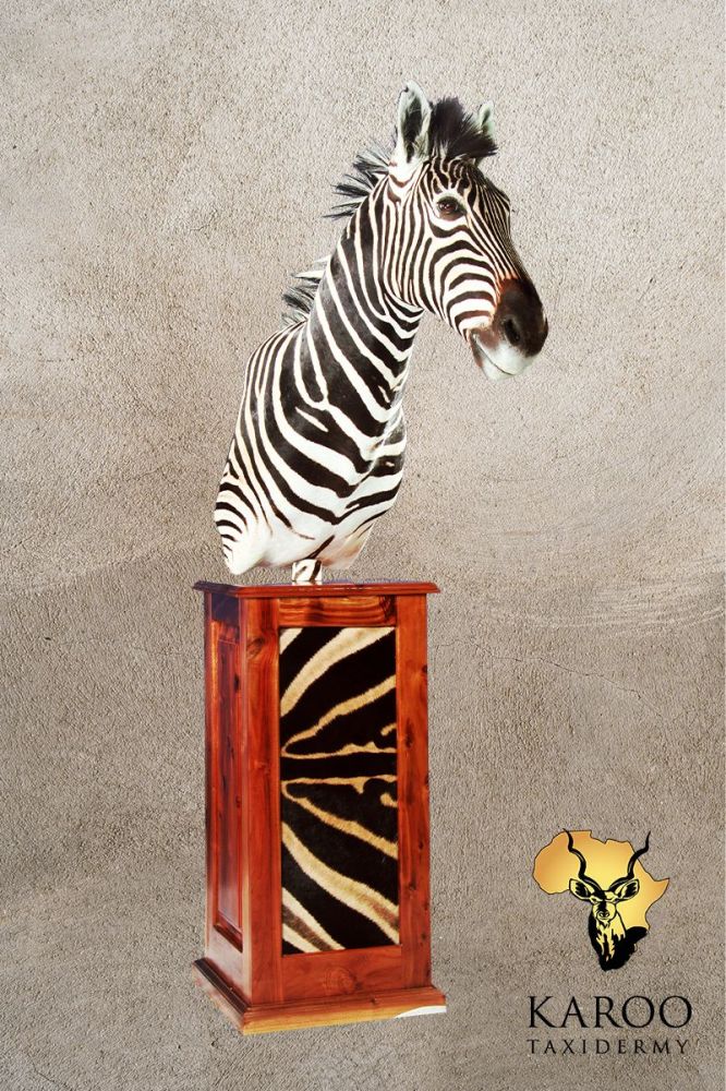 Burchell&rsquo;s Zebra Pedestal Mount Looking Straight on a Rectangular Wood Pedestal with Zebra Back Skin Inserts