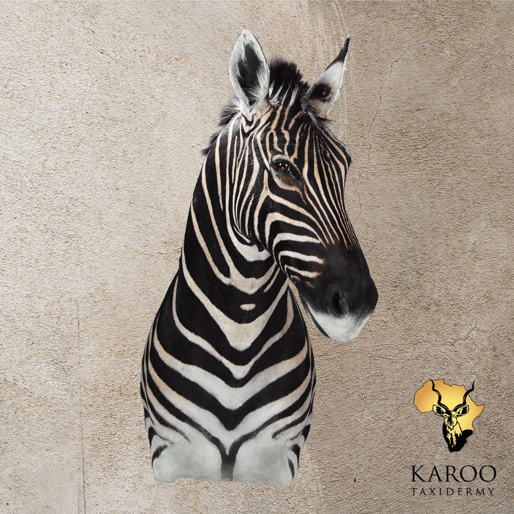 Burchell&rsquo;s Zebra Shoulder Mount Looking Eighth Left