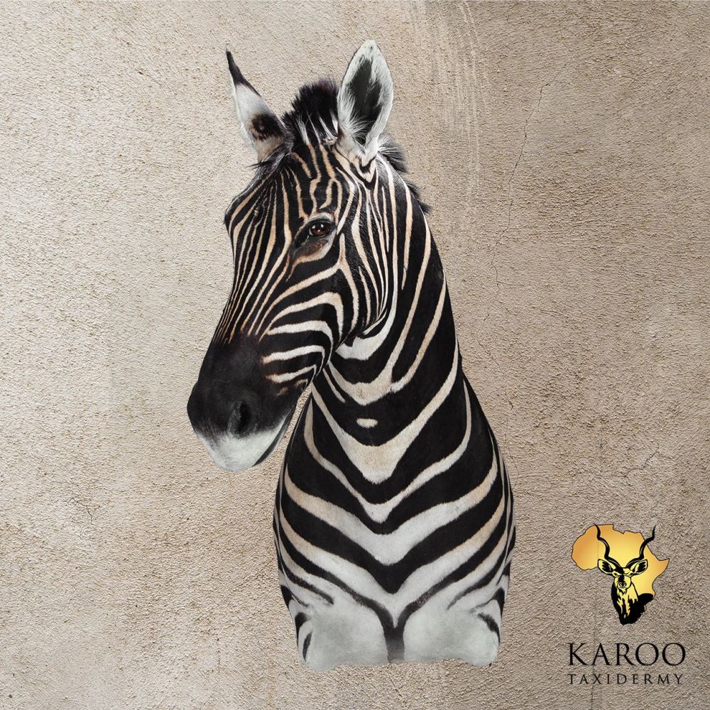 Burchell&rsquo;s Zebra Shoulder Mount Looking Eighth Right