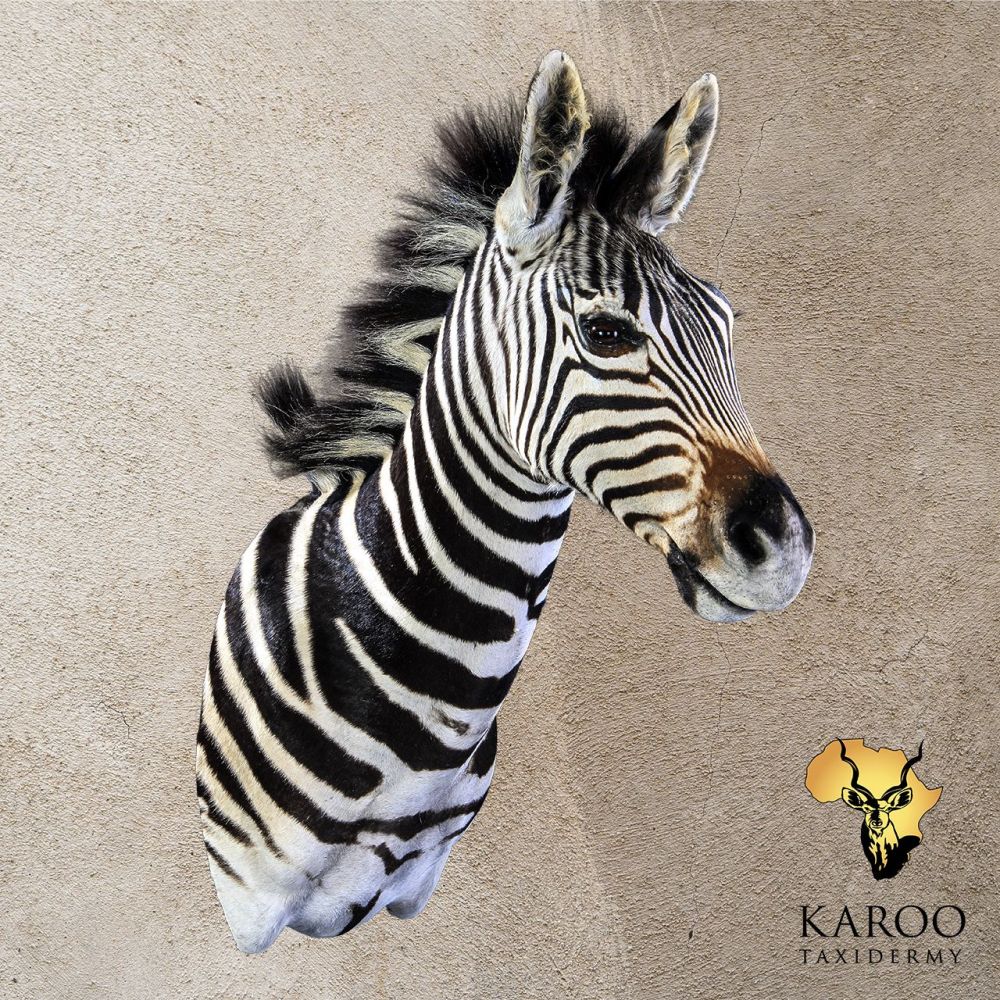 Burchell&rsquo;s Zebra Shoulder Mount Straight